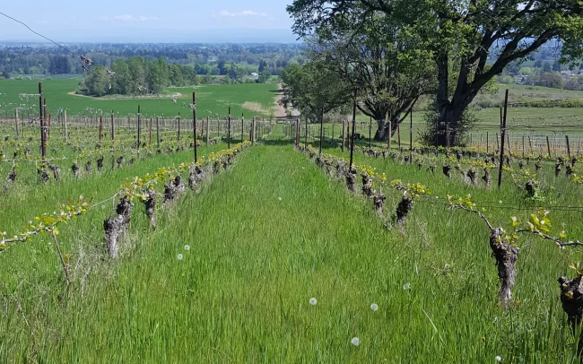 Le Puits Sec Vineyard in the spring