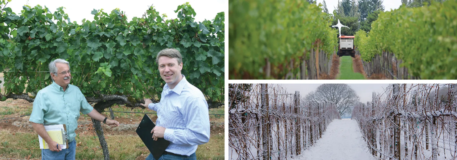 Mahonia Vineyard collage