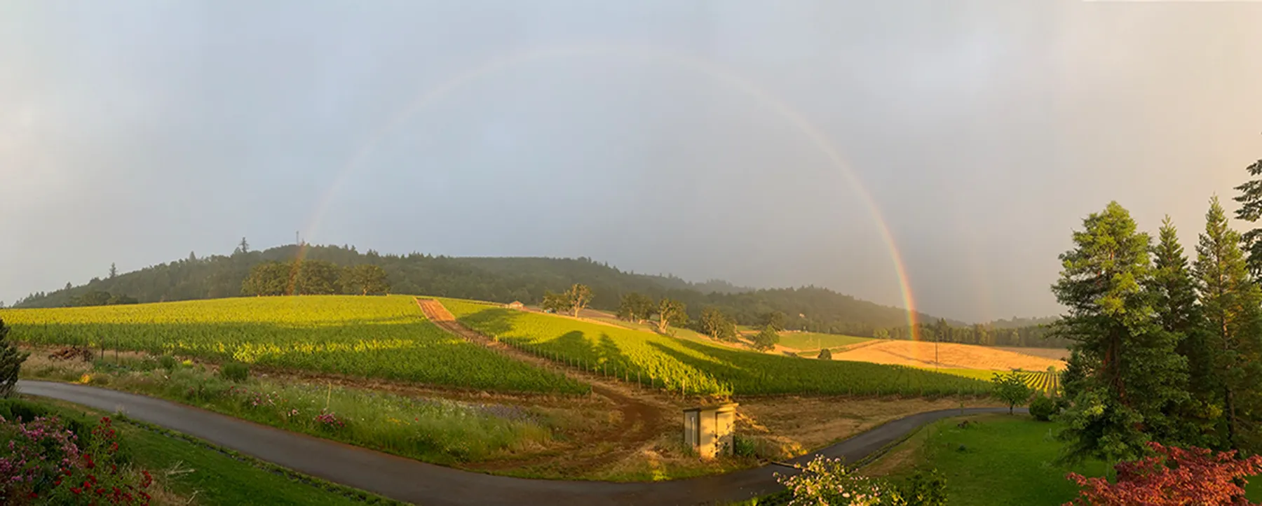 EW_Vineyard_Sojeau Rainbow over Sojeau Vineyard