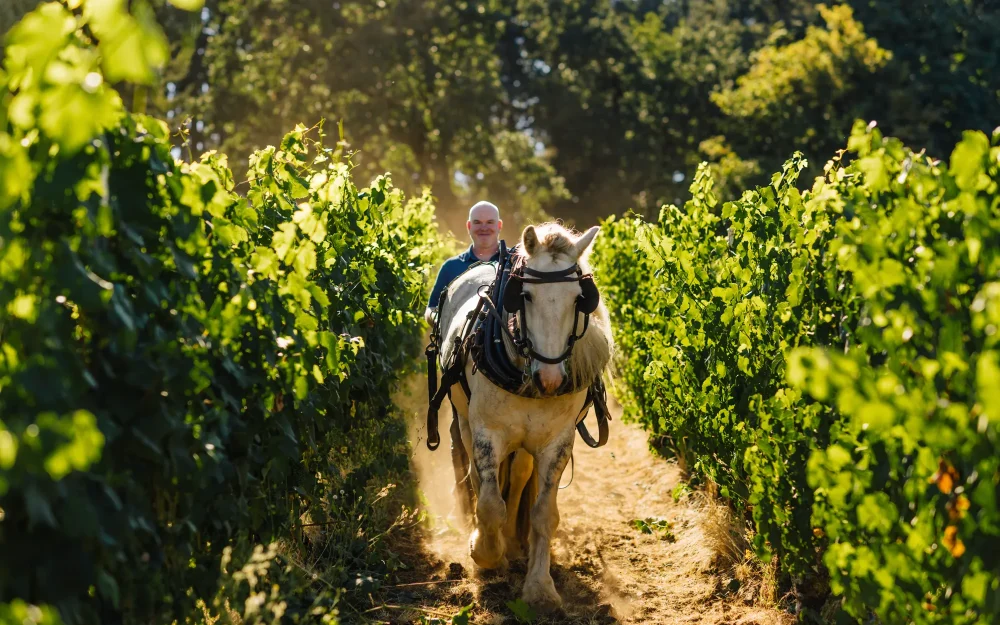 Erin and Jasper the horse in the vineyard
