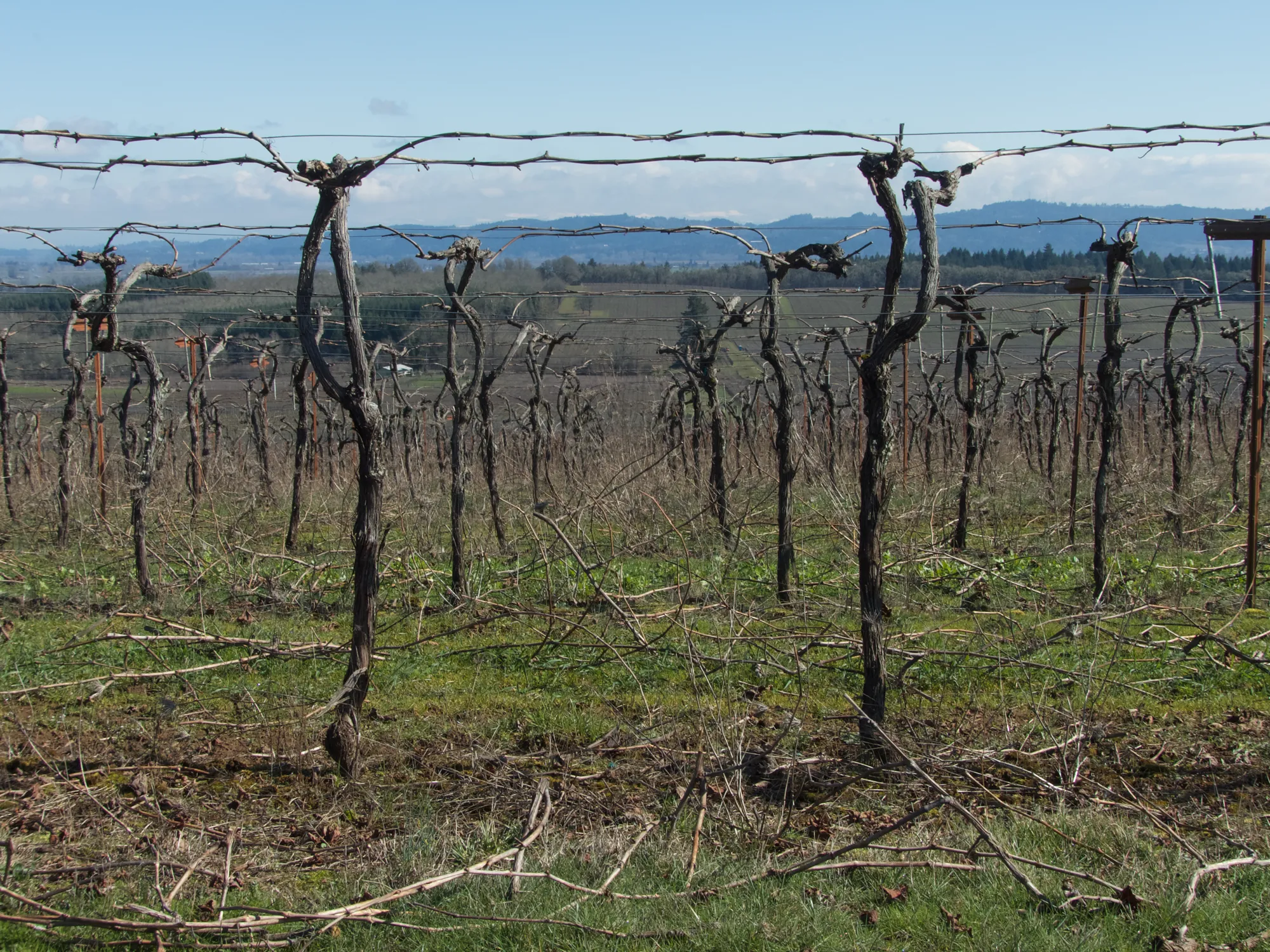 Croft Vineyard in the dormant season