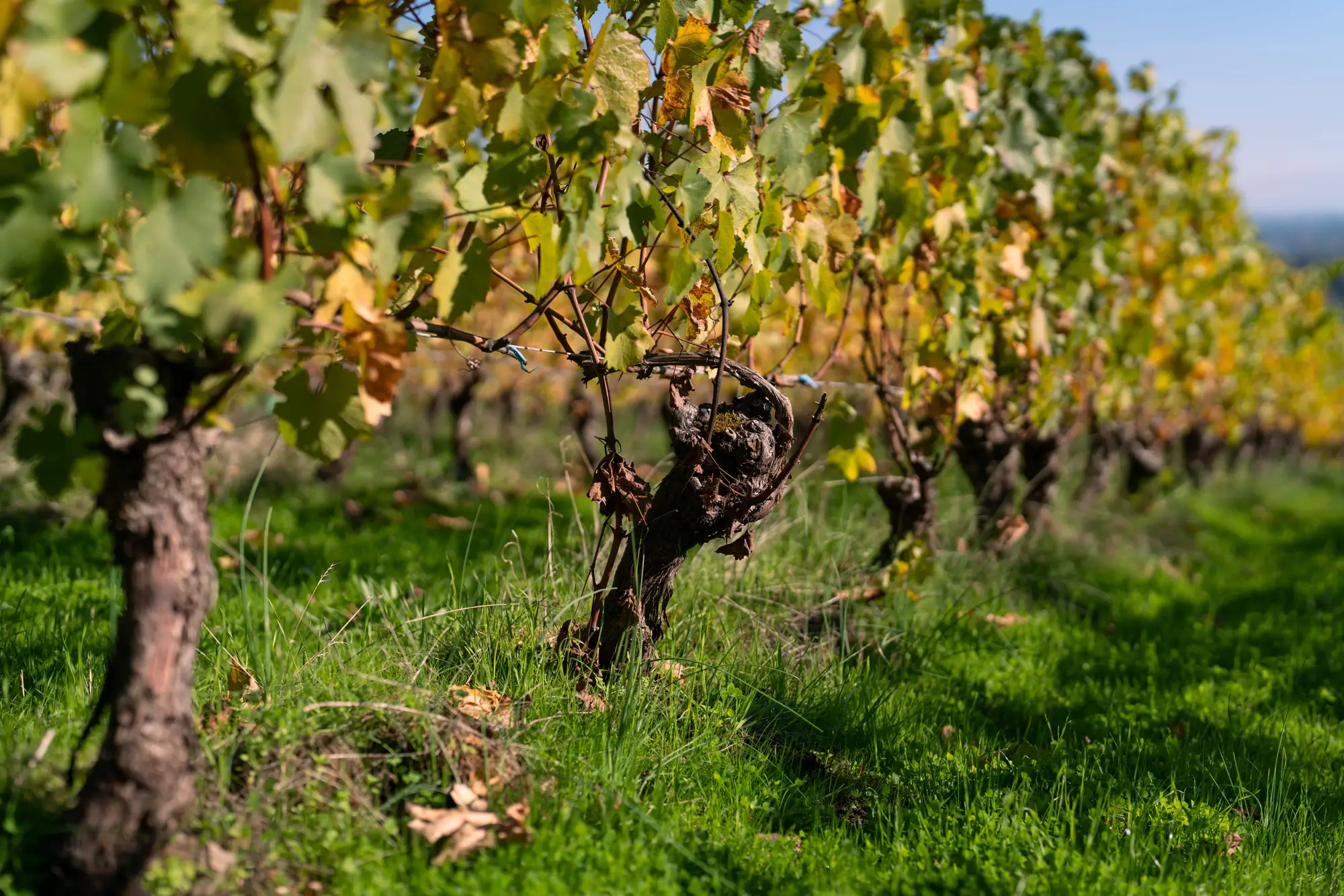 EveshamWood2024-6 Vineyard root stock