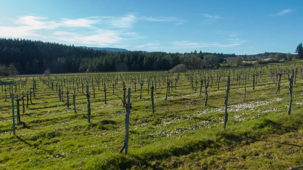 Torres-Hill Torres Hill Vineyard